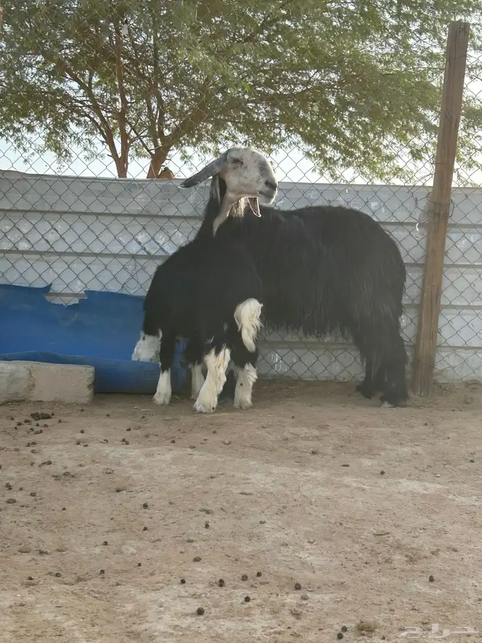 للبيع متبع نجديه 4