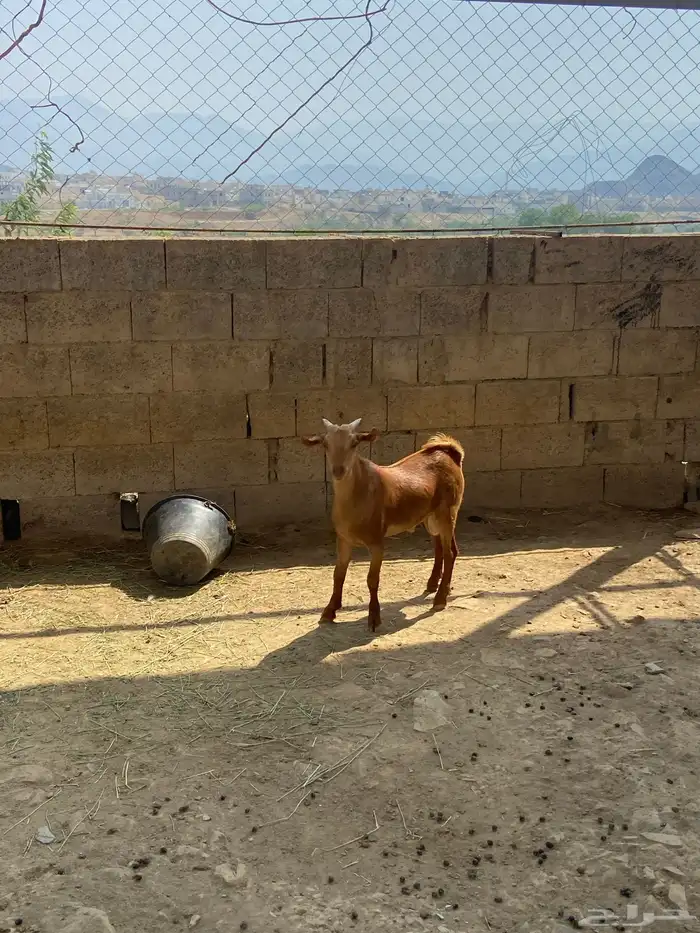 تاسيس فحل طيب 0