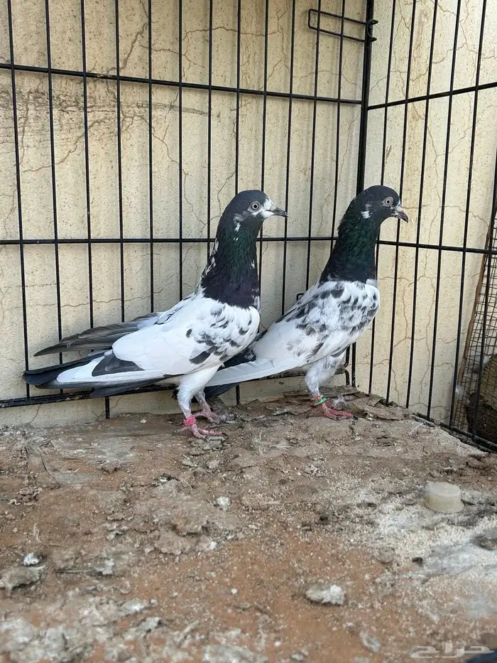 حمام باكستاني 1