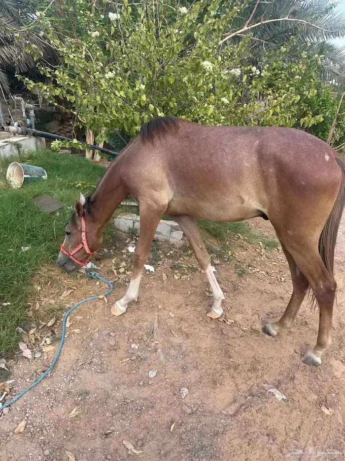 حصان شعبي 1