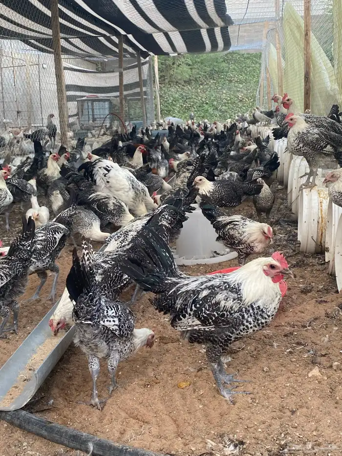 ديكه فيومي 0