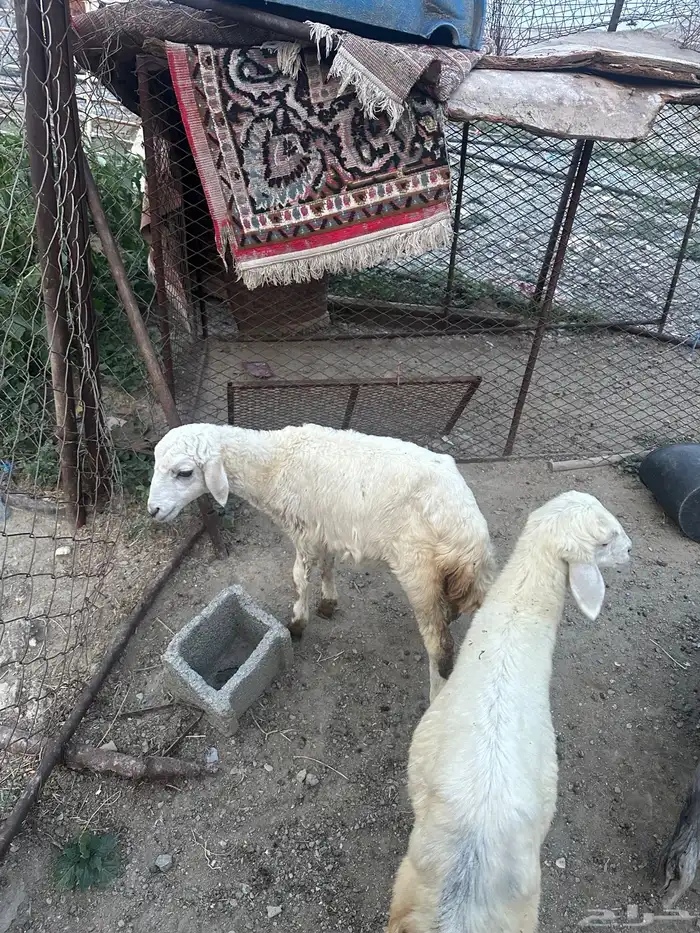 رخال 1