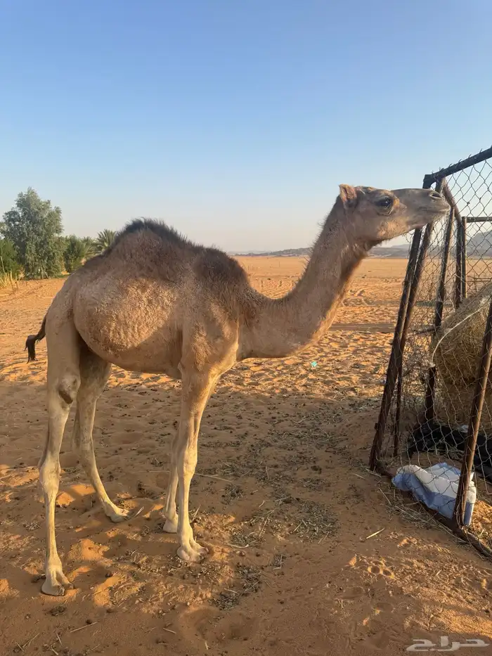 قعود هجن أبوه جبار وأمه بنت سوداني سابقه بيدها 3