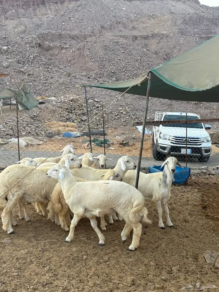 خرفان حريات ذبايح 3
