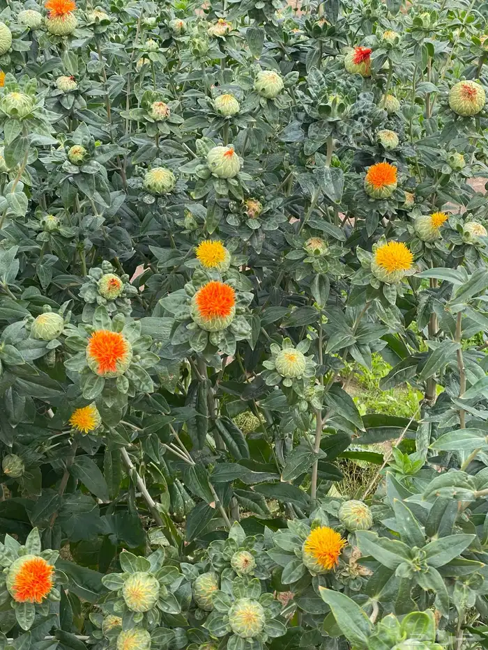 بذور شجرة ( العصفر) 4