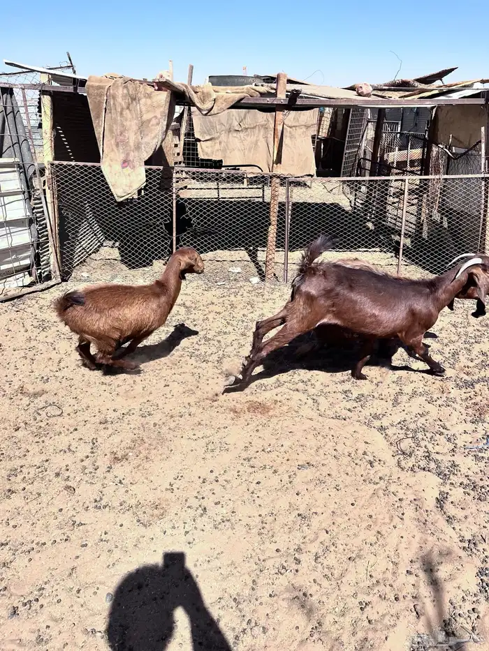 معزا تيوس جفار فحل 3