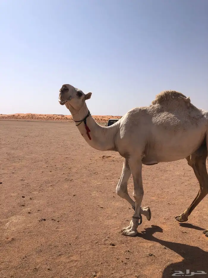 للبيع قعود فحل باتلي 2