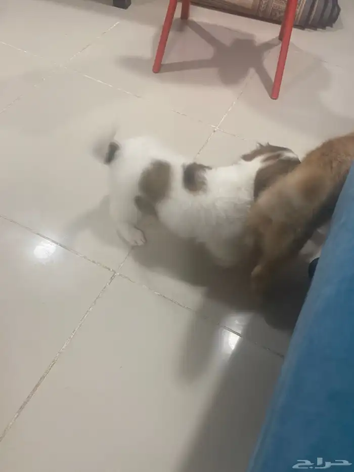 جرو فرنسي للتبني برسوم 3