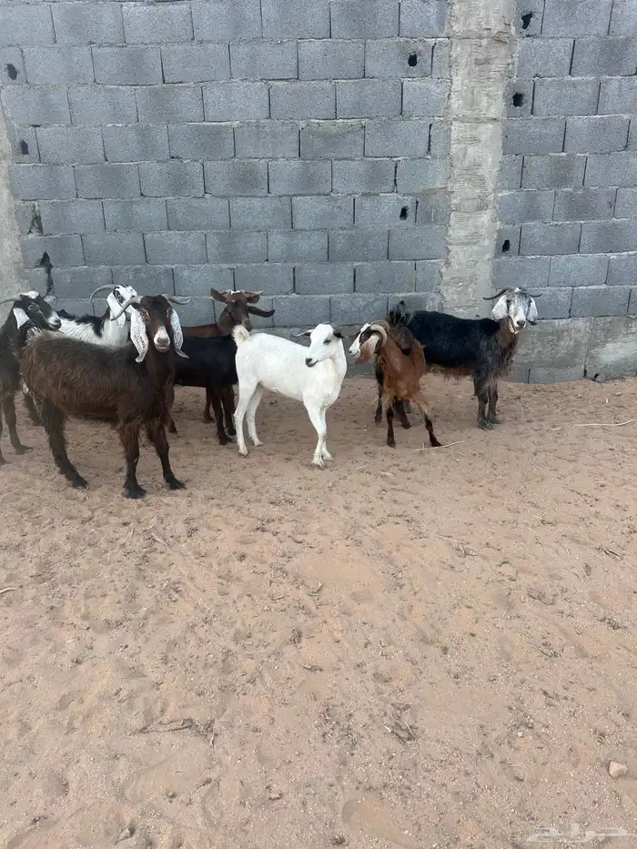 معزا 1