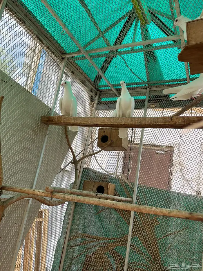 حمام 0