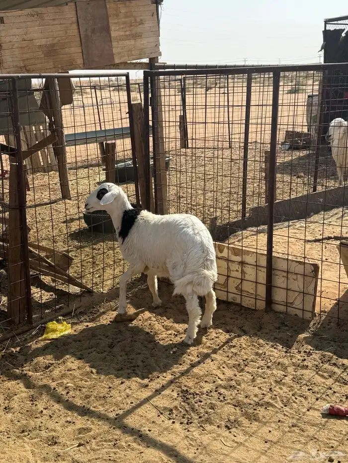 خروف طيب ونظيف 3