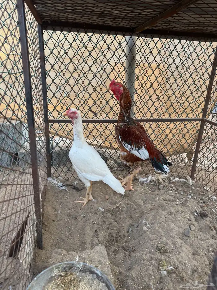 زوج سندي (تم البيع) 0