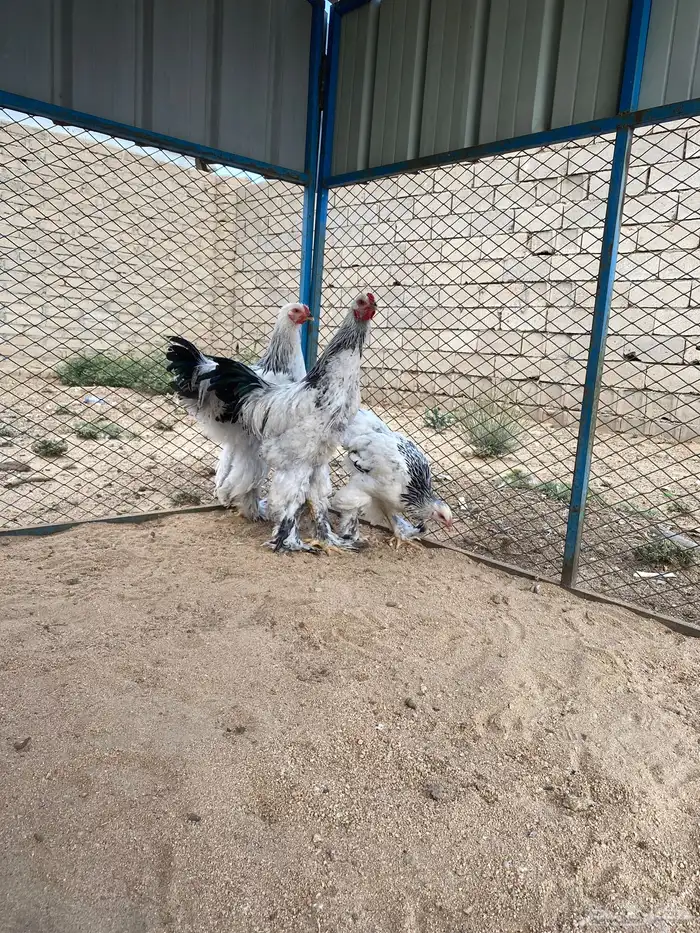 دجاج برهماء كولمبي 0