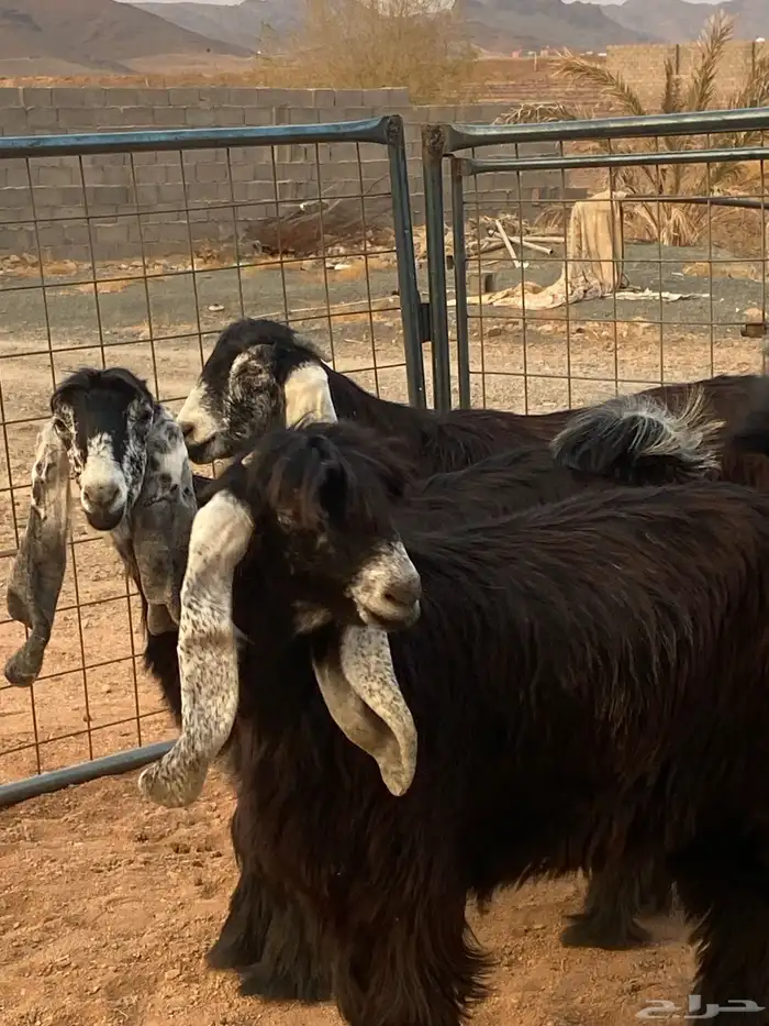 معزا عوارض صنف جفار(تم البيع) 19