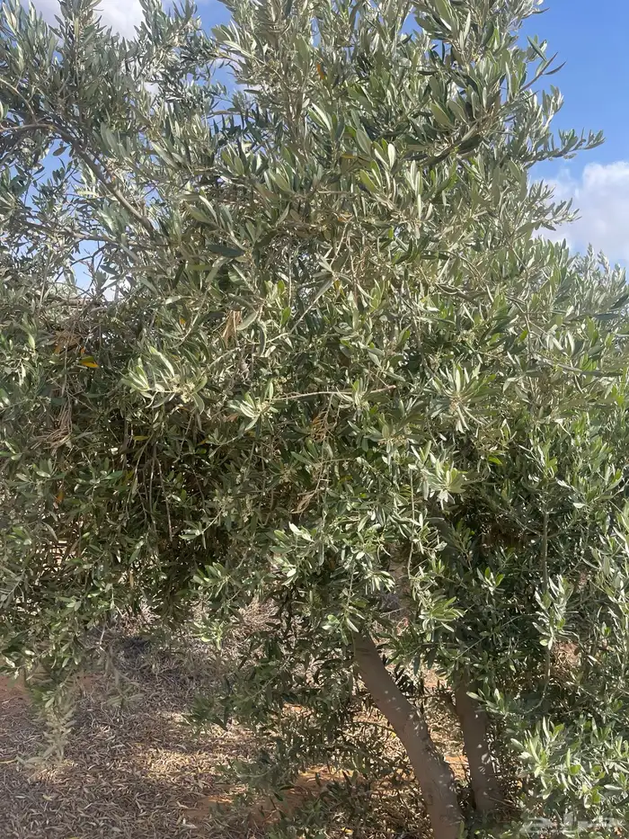 اشجار زيتون مثمرة متوفر جميع انواع والمقاسات 2