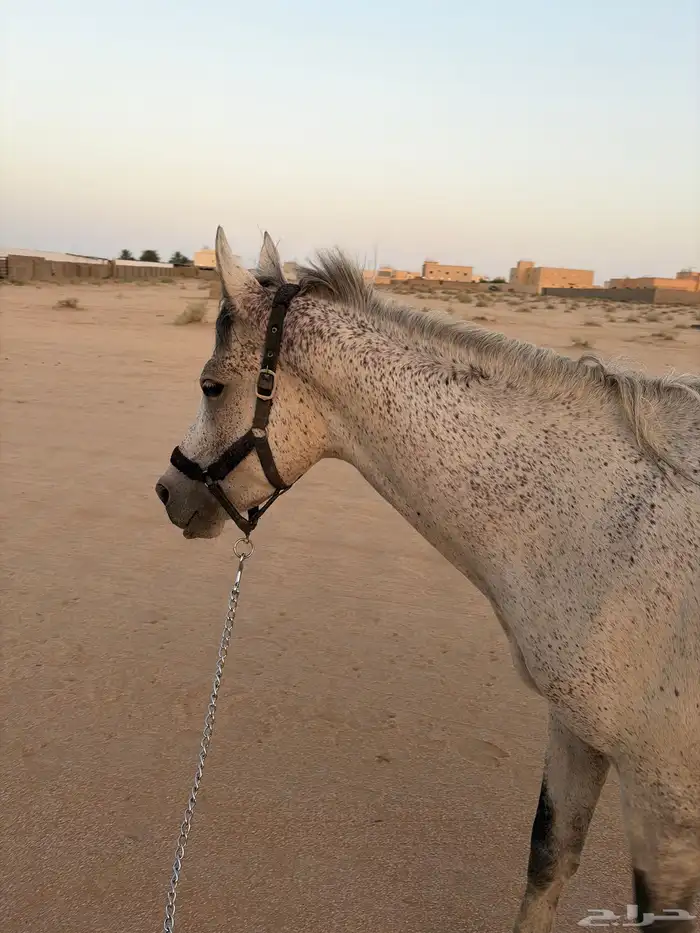 سلام عليكم حصان للبيع عمره أربع سنوات 0