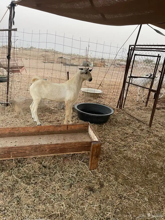 مشروع فحل بيشي 1