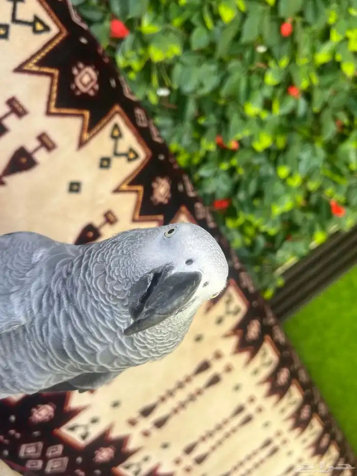 كاسكو افريقي صافي 5