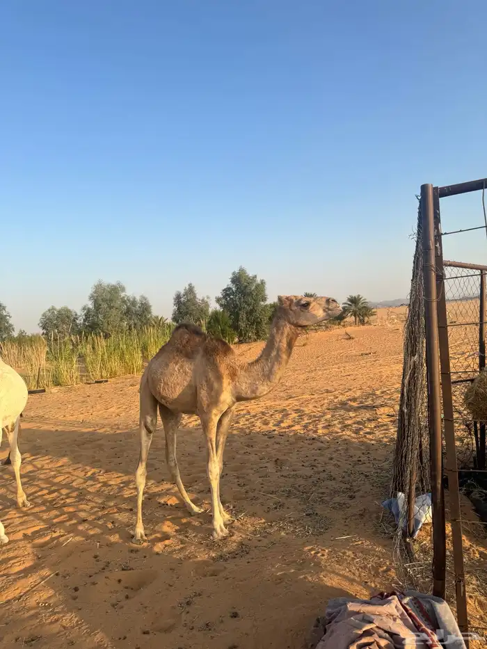قعود هجن أبوه جبار وأمه بنت سوداني سابقه بيدها 1