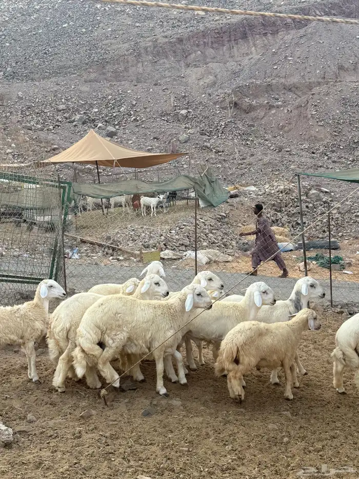 خرفان حريات ذبايح 4