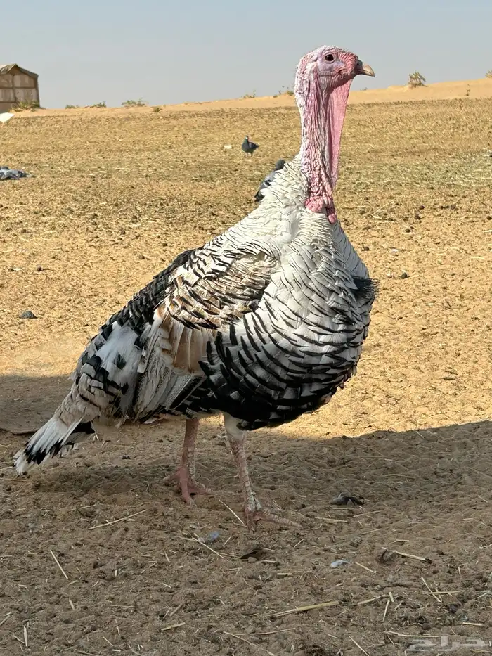 2ديوك رومي فاخر فراشه و1 دجاجه 0