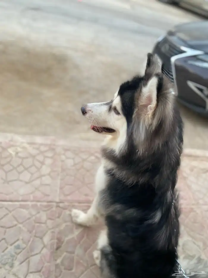 للبيع كلب هاسكي بيور اصيل 3