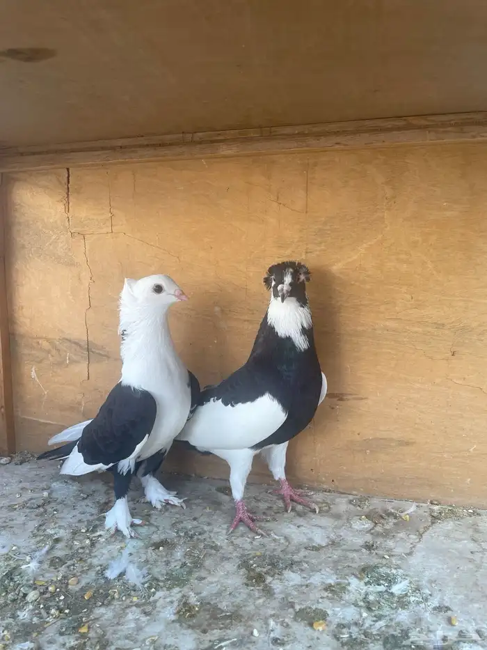 حمام زينة زوج 4