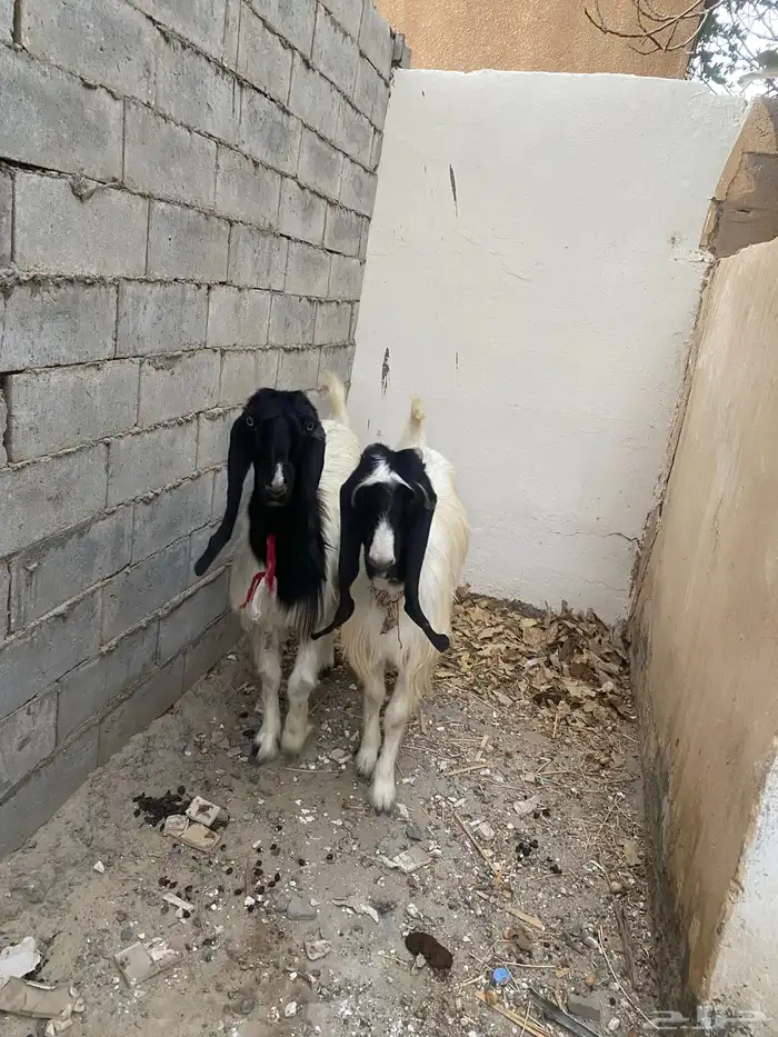 معزا 1