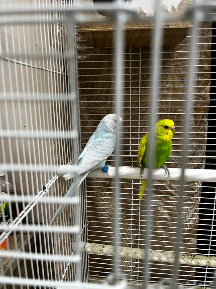 Australia parrot 2