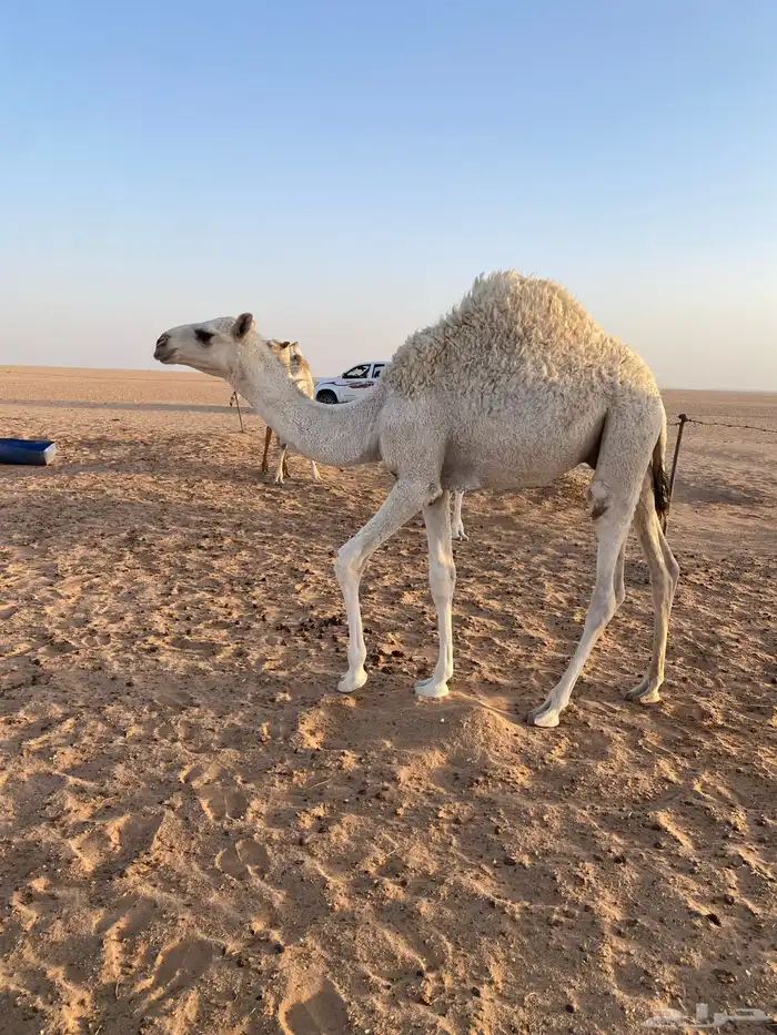 للبيع قعود و بكره 1