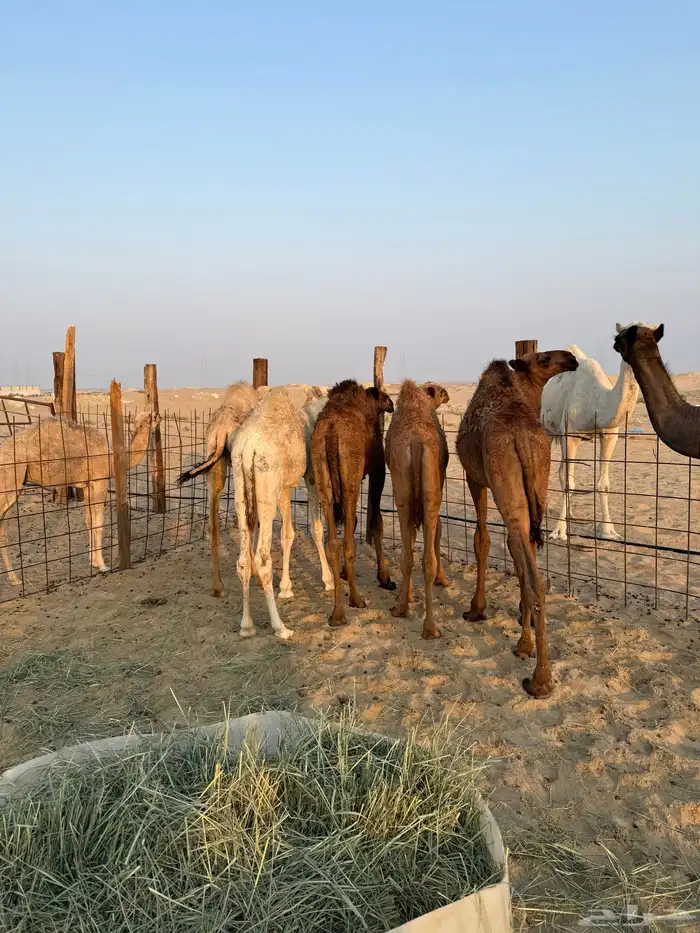 حشو وضح ومجاهيم جمله وتفريد 1