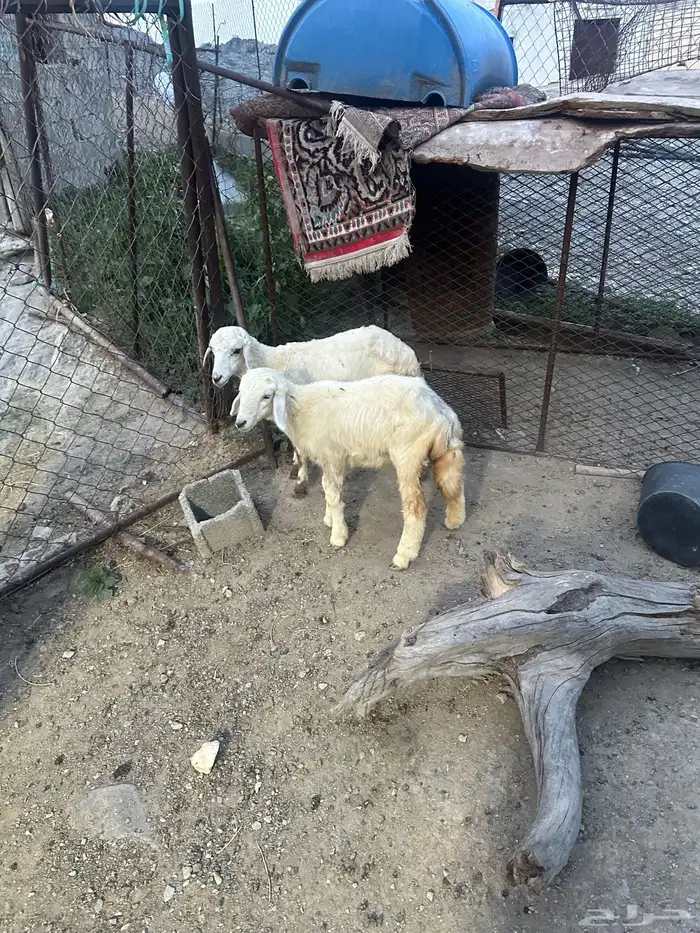 رخال 2