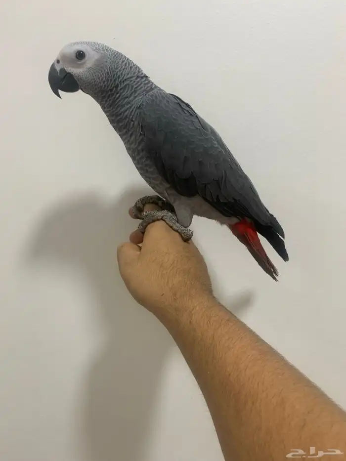 للبيع. فروخ كاسكو. 6