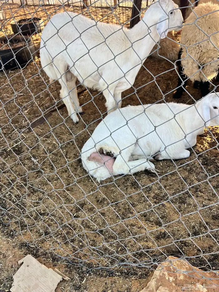 ذبايح ذبيحه ذبائح 10