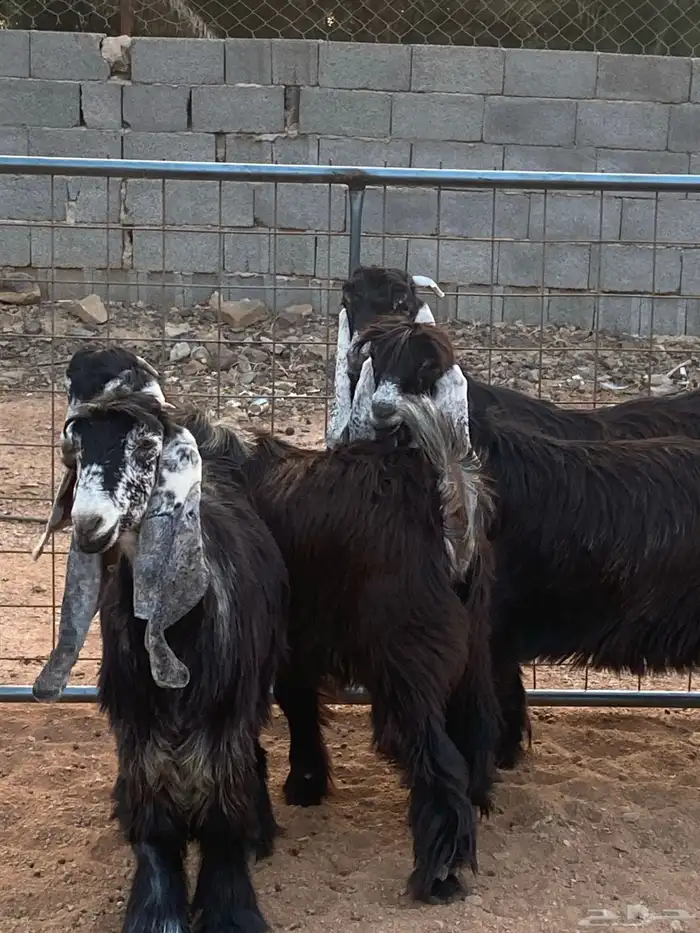 معزا عوارض صنف جفار(تم البيع) 16