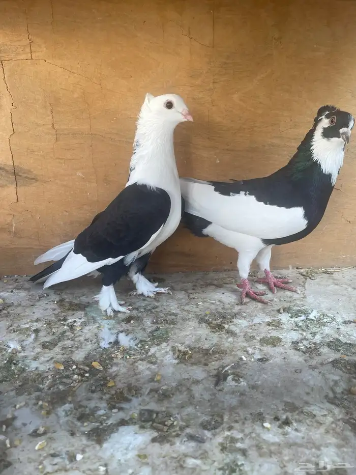 حمام زينة زوج 0
