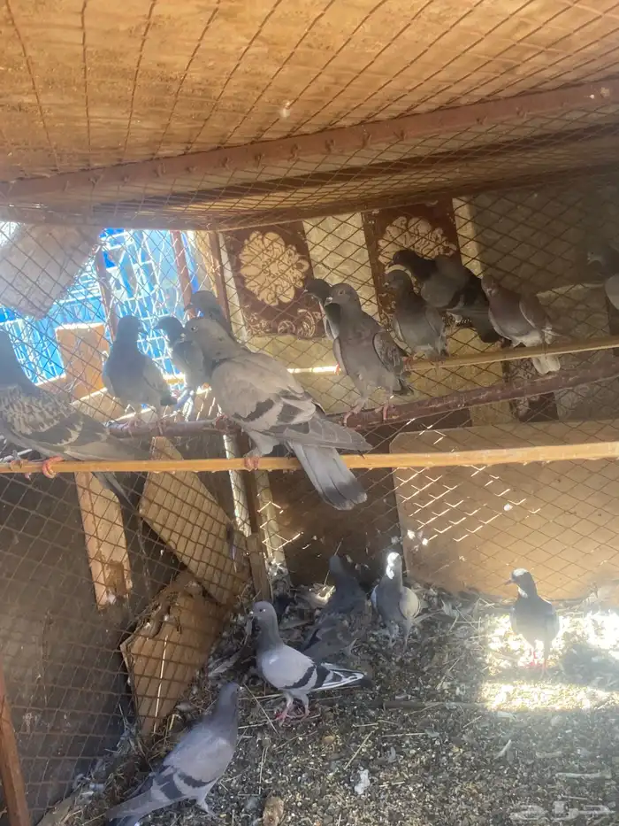 حمام حق سكور 0
