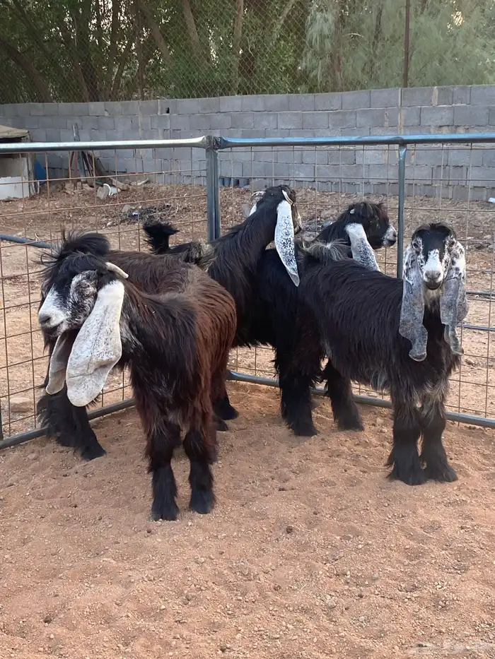 معزا عوارض صنف جفار(تم البيع) 10