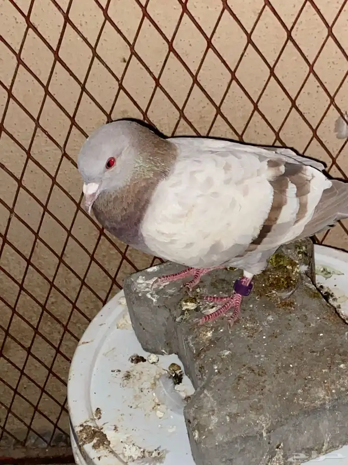 حمام مشكل اجواز وفرادي 4