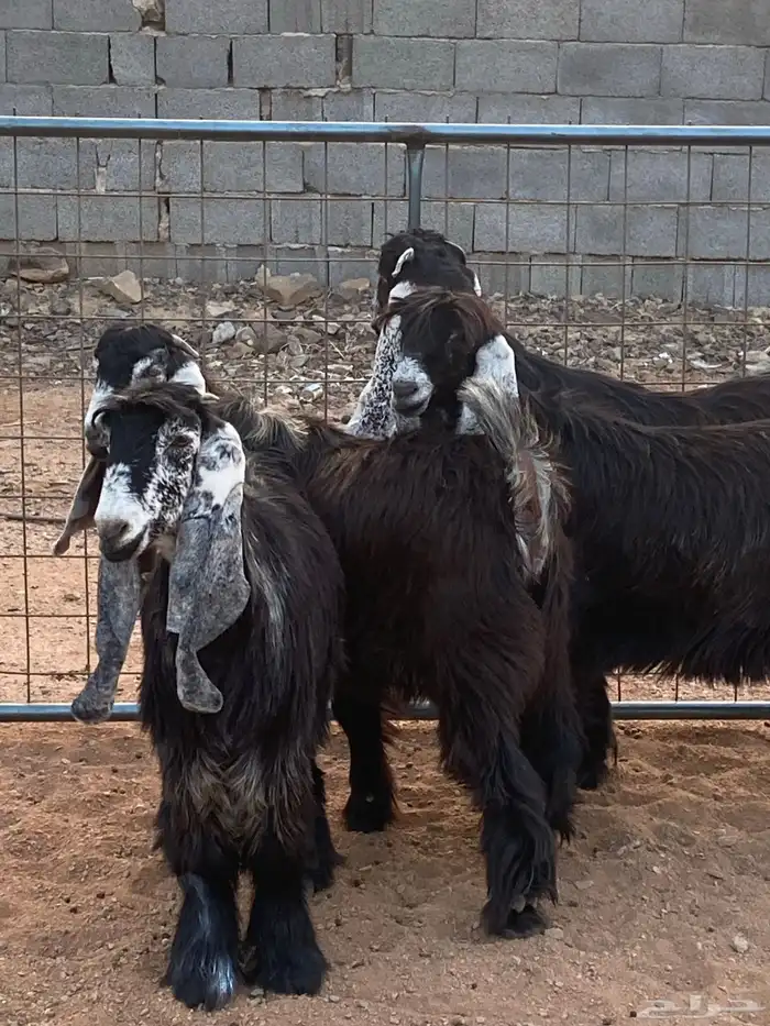 معزا عوارض صنف جفار(تم البيع) 2