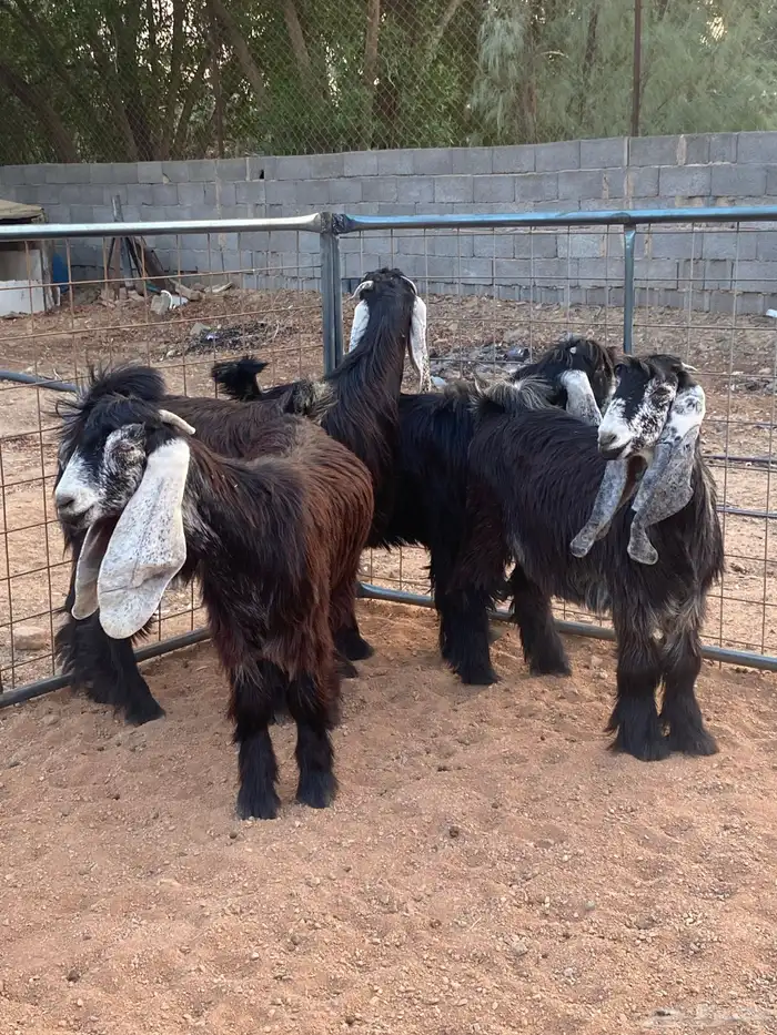 معزا عوارض صنف جفار(تم البيع) 13