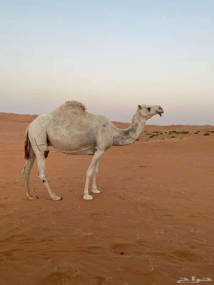 لقحه 1