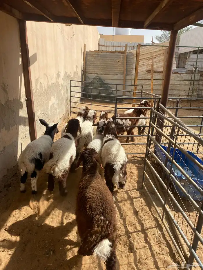 غنم نعيم عيالها ذبايح 3
