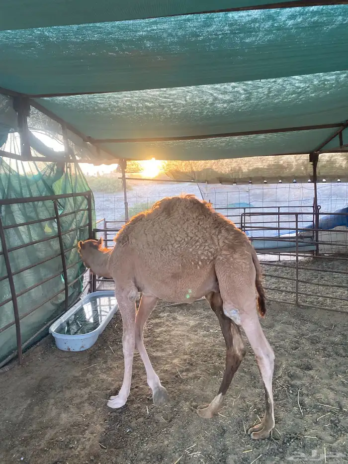 قعود تربيه 2