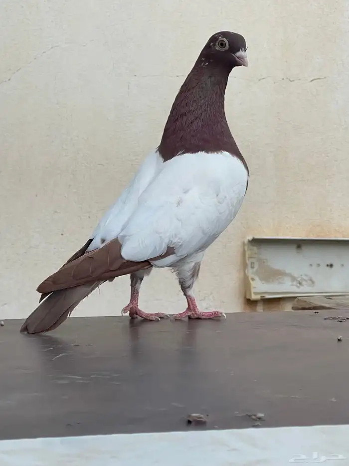 حمام شامي 1