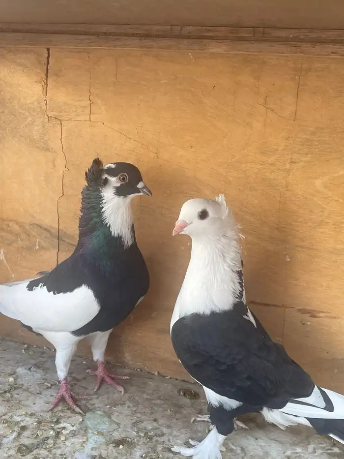 حمام زينة زوج 5