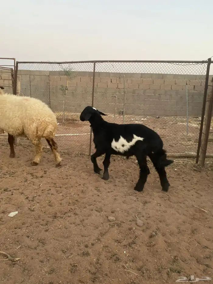للبيع طلي العمر أربع شهور مقفلة شحم 0
