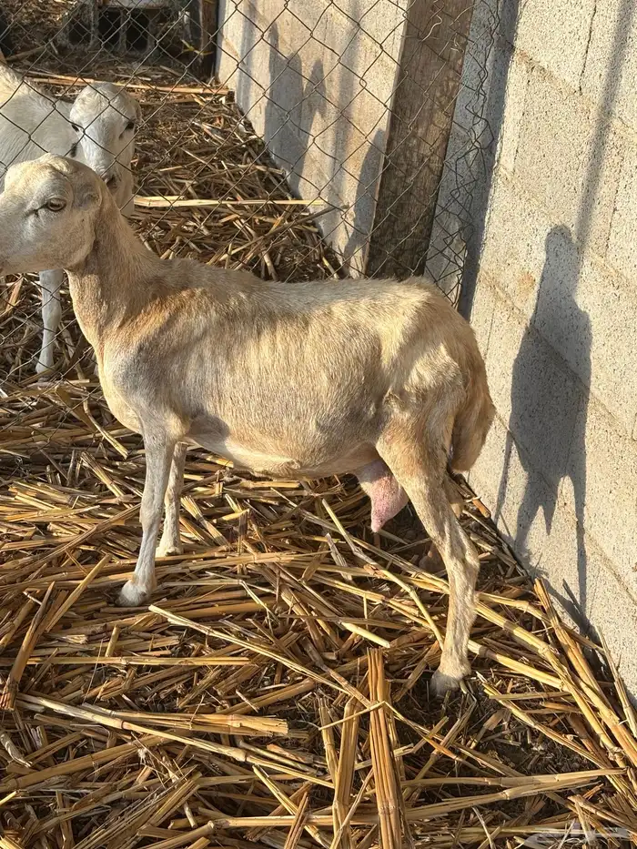 نعجه معاها كبس 3