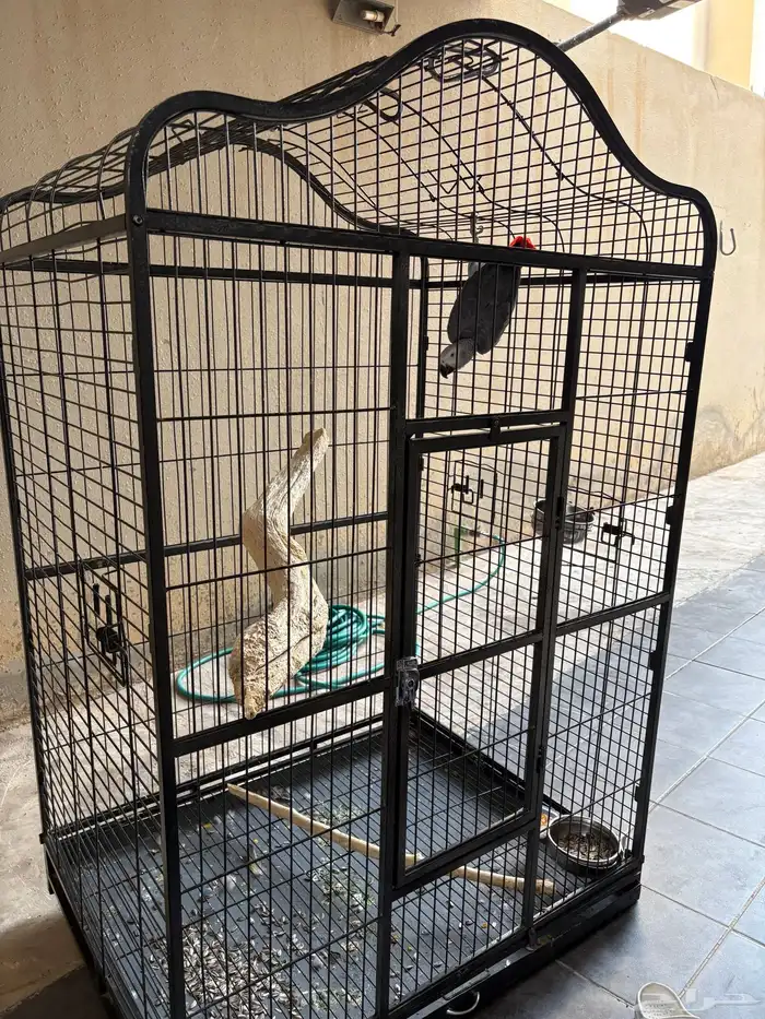 قفص ببغاء 0