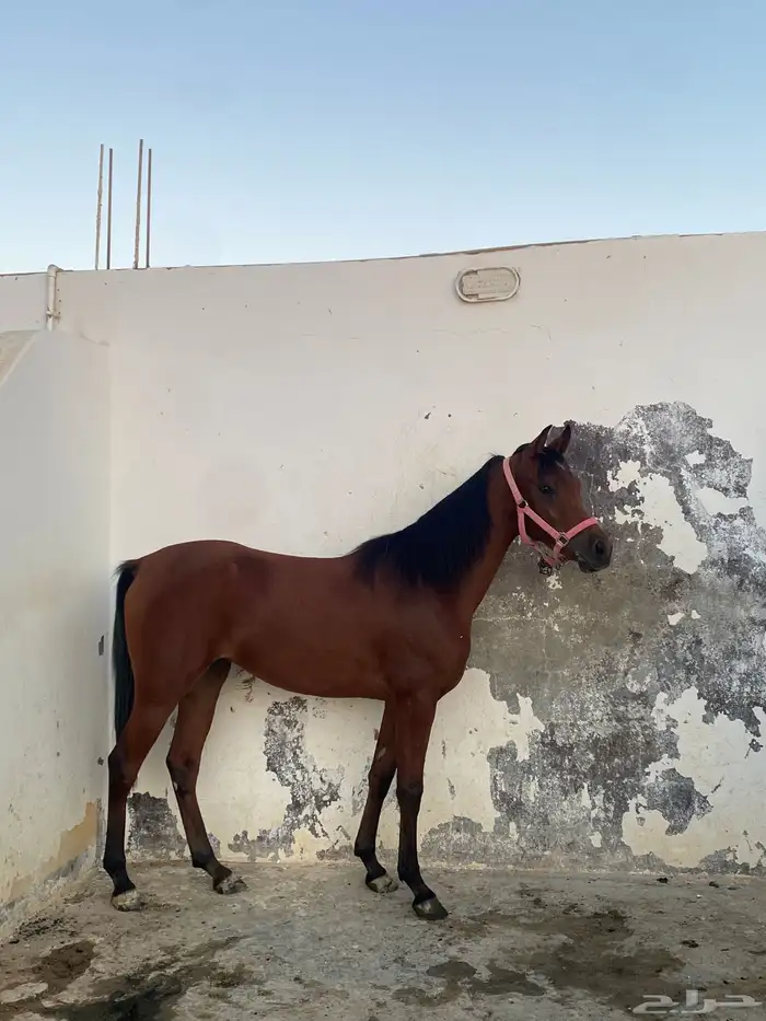 مهره شعبيه فاخخرره 1
